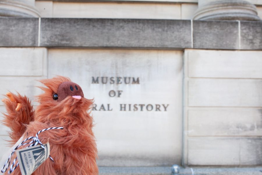 The Prairie Kitchen Store on N Linn St is selling Rusty the Sloth stuffed animals to help raise money for the Natural History Museum. Rusty waits outside for the Natural History Museum to open on November 11 2020.